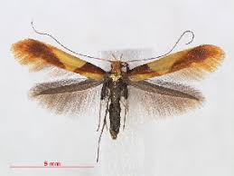 Attēlu rezultāti vaicājumam “Caloptilia alchimiella”