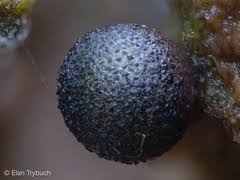 Attēlu rezultāti vaicājumam “Lamproderma nigrescens stalked”