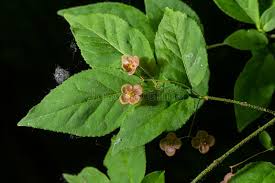 Attēlu rezultāti vaicājumam “Euonymus verrucosus leaf”