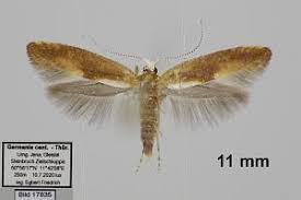 Attēlu rezultāti vaicājumam “Argyresthia albistria”