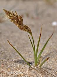 Attēlu rezultāti vaicājumam “Carex arenaria”