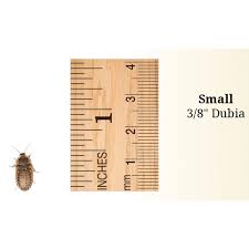 Attēlu rezultāti vaicājumam “Badhamia dubia sessile”