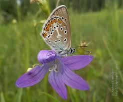 Attēlu rezultāti vaicājumam “Eumedonia eumedon underside”