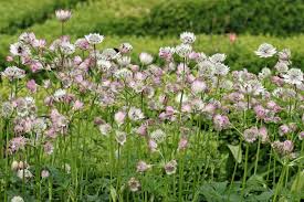 Attēlu rezultāti vaicājumam “Astrantia major”