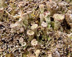 Attēlu rezultāti vaicājumam “Cladonia pyxidata”