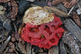 Attēlu rezultāti vaicājumam “Clathrus ruber”
