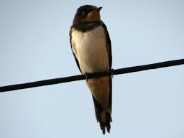 Attēlu rezultāti vaicājumam “Hirundinidae”