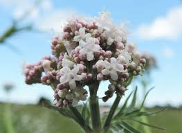 Attēlu rezultāti vaicājumam “Valeriana officinalis bud”