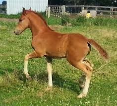 Image result for chestnut friesian