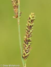 Attēlu rezultāti vaicājumam “Carex hartmanii”