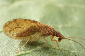 Attēlu rezultāti vaicājumam “Hemerobius perelegans”