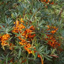 Attēlu rezultāti vaicājumam “Hippophae rhamnoides”