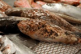 Image result for Chelidonichthys cuculus