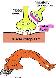 Attēlu rezultāti vaicājumam “Tetanops myopina”
