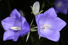 Image result for Campanula strigosa
