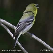 Image result for Vireo flavifrons