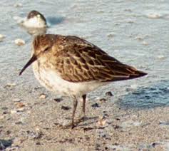 Attēlu rezultāti vaicājumam “Calidris alpina adult”