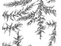 Attēlu rezultāti vaicājumam “Eurhynchium angustirete sporophyte”