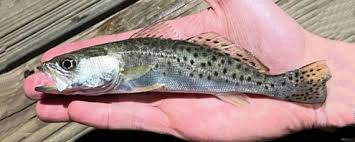 Image result for Cynoscion nebulosus