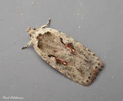 Attēlu rezultāti vaicājumam “Agonopterix ocellana”