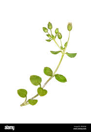 Attēlu rezultāti vaicājumam “Stellaria pallida”