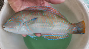 Image result for Halichoeres radiatus