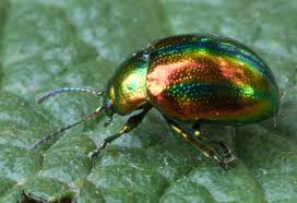 Attēlu rezultāti vaicājumam “Chrysolina fastuosa”