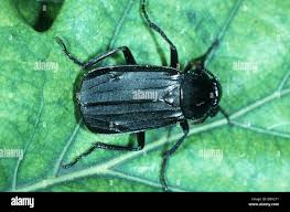 Attēlu rezultāti vaicājumam “Necrodes littoralis”