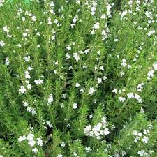 Image result for Bohnenkraut