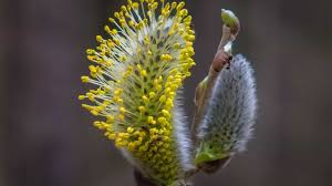 Attēlu rezultāti vaicājumam “Salix triandra male flower”