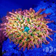 Image result for Anemonenarten