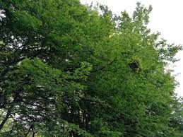 Attēlu rezultāti vaicājumam “Taphrina betulina”