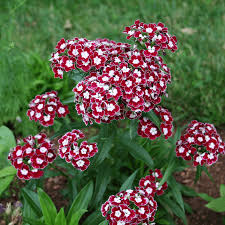 Image result for Dianthus barbatus