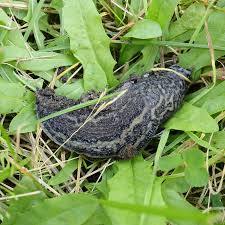 Attēlu rezultāti vaicājumam “Limax maximus”