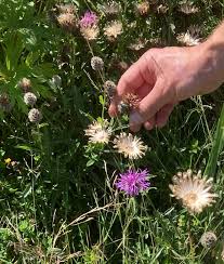 Attēlu rezultāti vaicājumam “Centaurea scabiosa flower”