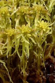 Attēlu rezultāti vaicājumam “Sphagnum flexuosum”