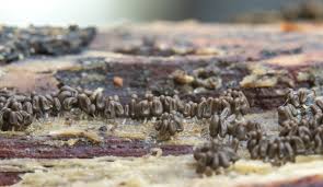 Attēlu rezultāti vaicājumam “Arcyria cinerea stalked”