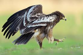 Image result for Goshawks G C