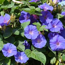 Image result for Ipomoea Heavenly Blue