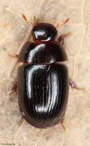 Attēlu rezultāti vaicājumam “Enochrus affinis”