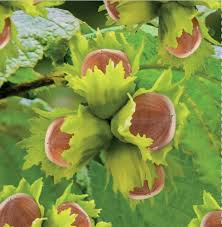 Attēlu rezultāti vaicājumam “Corylus avellana fruit”