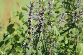 Attēlu rezultāti vaicājumam “Leonurus quinquelobatus”