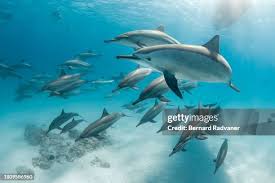 Image result for Dolphin Sub Aqua