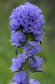 Attēlu rezultāti vaicājumam “Campanula cervicaria”