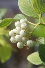 Attēlu rezultāti vaicājumam “Cornus sericea fruit”