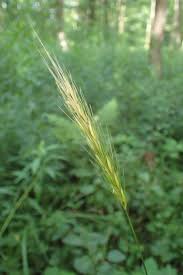 Attēlu rezultāti vaicājumam “Hordelymus europaeus”