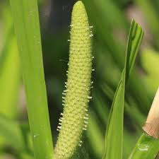Attēlu rezultāti vaicājumam “Acorus calamus fruit”