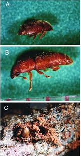 Attēlu rezultāti vaicājumam “Scolytidae”