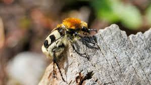 Attēlu rezultāti vaicājumam “Trichius fasciatus”