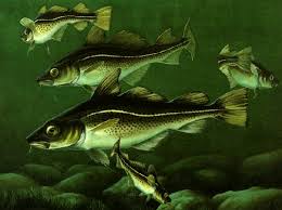 Image result for Gadus morhua